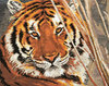 Алиса 1-08 Тигр