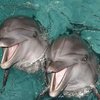 Плавание с дельфинами на двоих