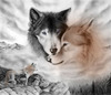 "Влюбленные волки"