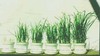 Выращивать газонную травку,  мяту и другие съедобные растения на подоконнике