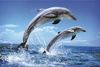 Плавание с дельфинами..