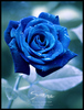 Синяя роза или букет х)