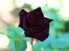 Роза сорта Black Baccara