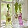 Cox & Cox Three Hyacinth Bulb Vases