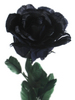 черную розу