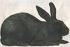 black rabbit