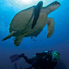 swim with sea turtles