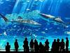 Посмотреть на самый большой аквариум в Японии