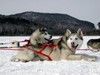 Покататься на собачках Husky