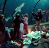 Aquarium sleepovers