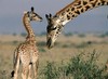 Увидеть живого жирафа