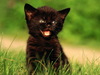 Маленького чёрного котёнка