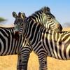 zebras