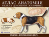 Атлас анатомии мелких домашних животных  Авторы: Кайнер Р., Маккракен Т.