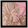 Givenchy Fleur de frangipanier