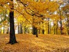 фотосессія в осінньому лісі)))