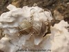 Серьги "Агатовые"