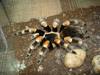 Brachypelma smithi