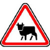 Дорожный знак 1.26 "Перегон скота"