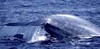 увидеть синего кита