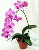 Орхидея фаленопсис (Грандифлора пурпурная)
