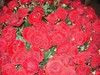 100 красных роз и одна белая