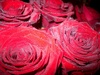 бордовые розы