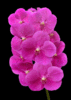 Орхидея "Ванда"