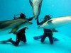 плаванье с дельфинами