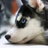 syberian husky