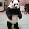 костюм панды