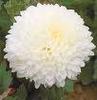 Хризантемы - большие белые пушистые шапки, сорт  называется "Умка"