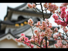 Поехать в Японию в период цветения сакуры