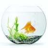 аквариум с золотой рыбкой