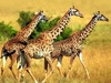 хочу жирафа