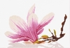 Magnolia Twig with Flower (Lanarte)