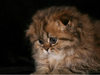 Шотландская длинношерстная вислоухая кошка (Хайленд фолд)