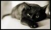 Черная гладкошерстная кошка