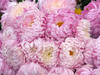 Букет розовых хризантем