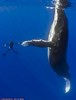 поплавать с огромным китом
