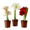 HIPPEASTRUM