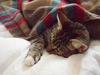Tartan blanket