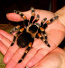 Brachypelma smithi