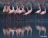 Увидеть много-много фламинго в одном месте