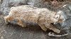 котика курильского бобтейла