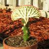 Euphorbia lactea или молочай. Но только именно этого вида.