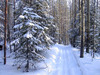 прогулка  в зимнем лесу