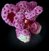 игрушка "Слоник" из живых цветов