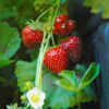 grow strawberries at home