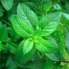 peppermint essential oil